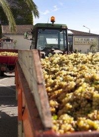 Raiains muscat à petits grains