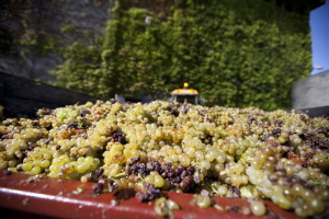Raiains muscat blanc à petits grains
