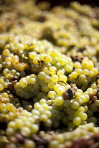 Muscat à petits grains blancs